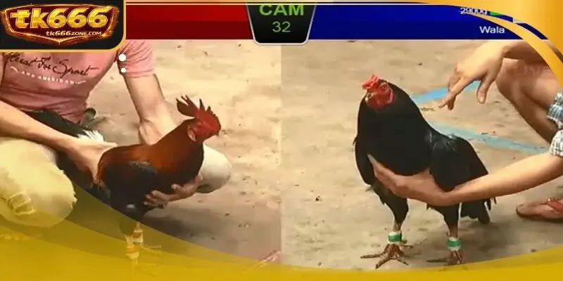 A professional referee compares the physical weight of two competitors