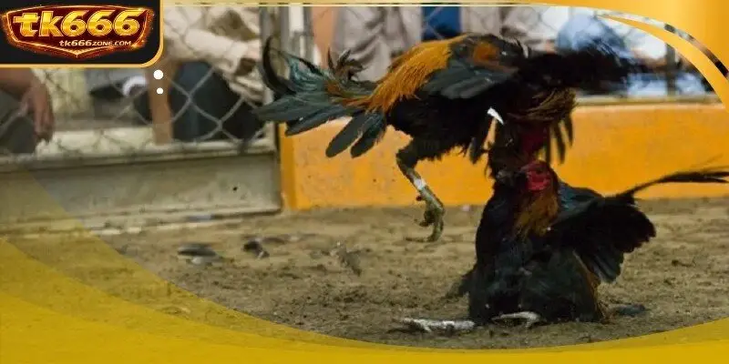 A digital interface showing live score updates for cockfighting C2 league match