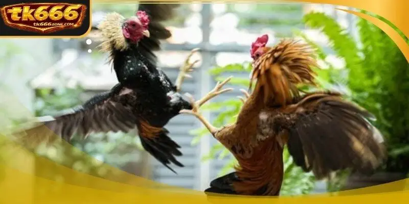 A majestic gamecock displaying its vibrant feathers before the fight